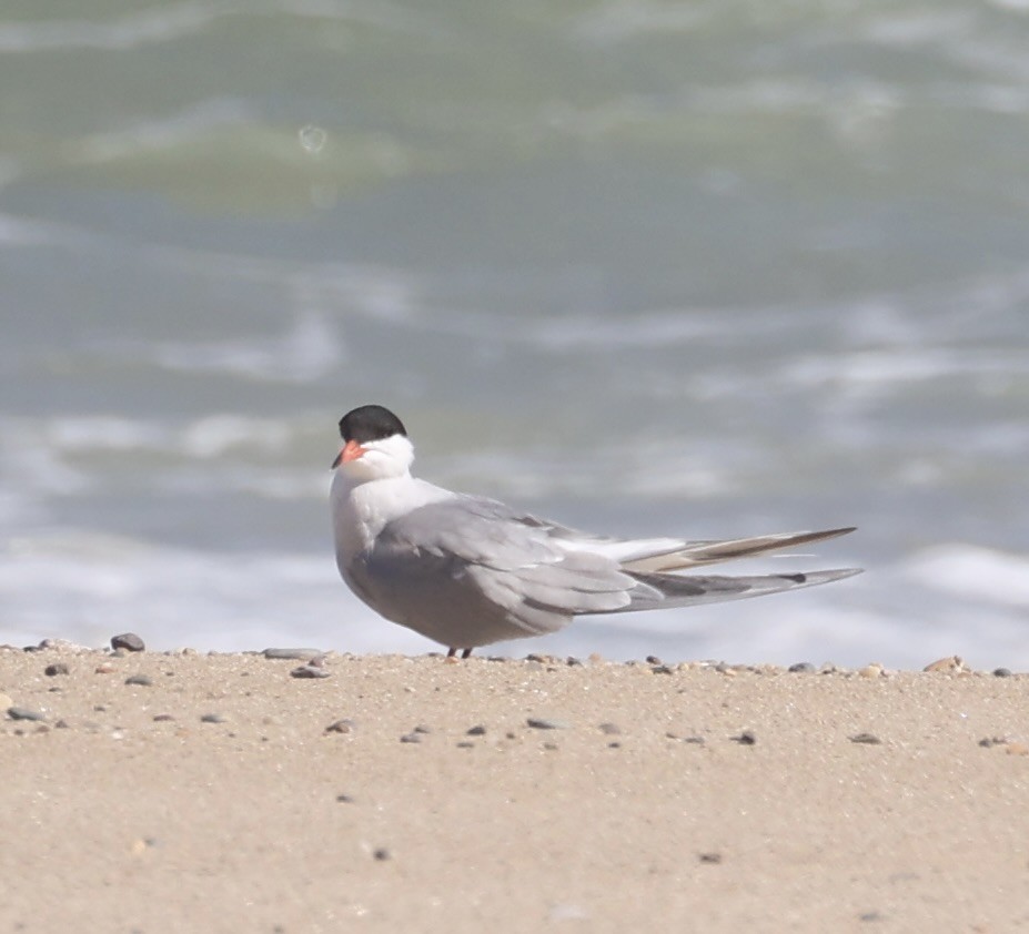 Common Tern - ML620713603