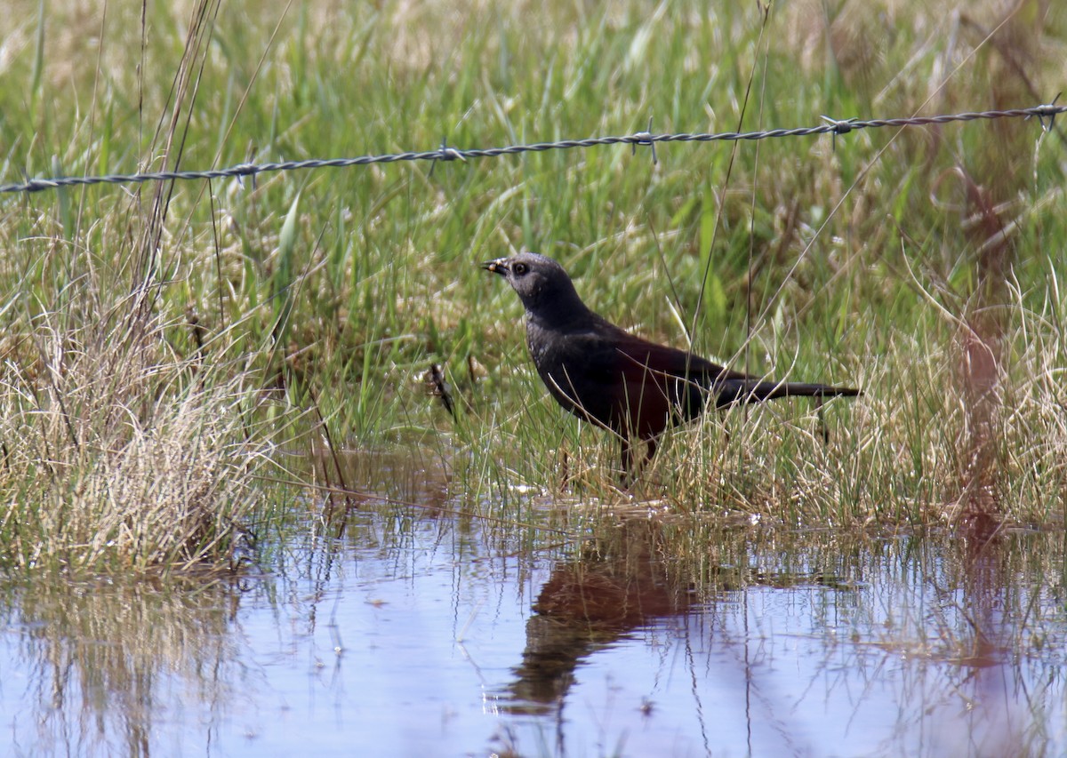 Brewer's Blackbird - ML620713605