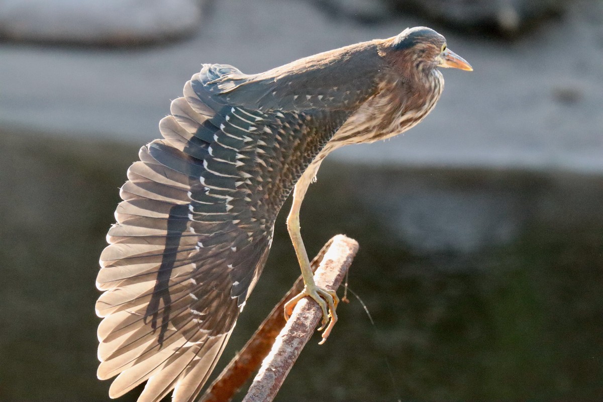 Green Heron - ML620713608