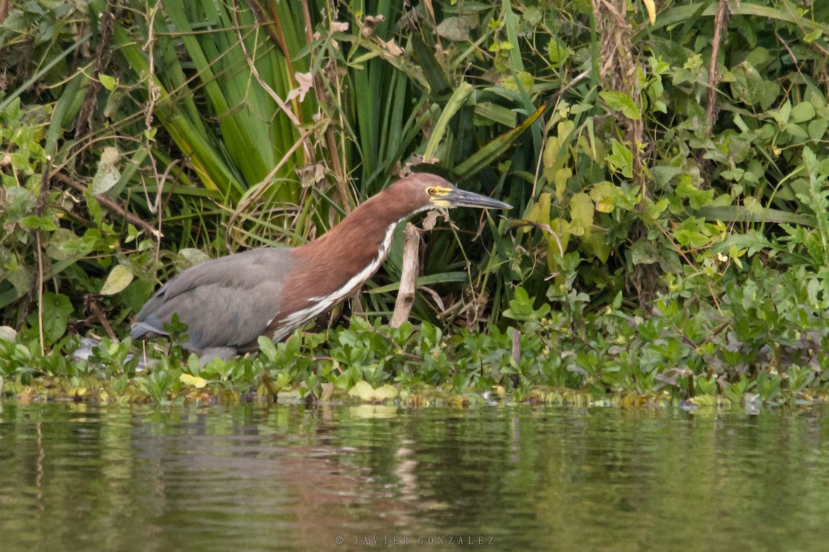 Rufescent Tiger-Heron - ML620713609