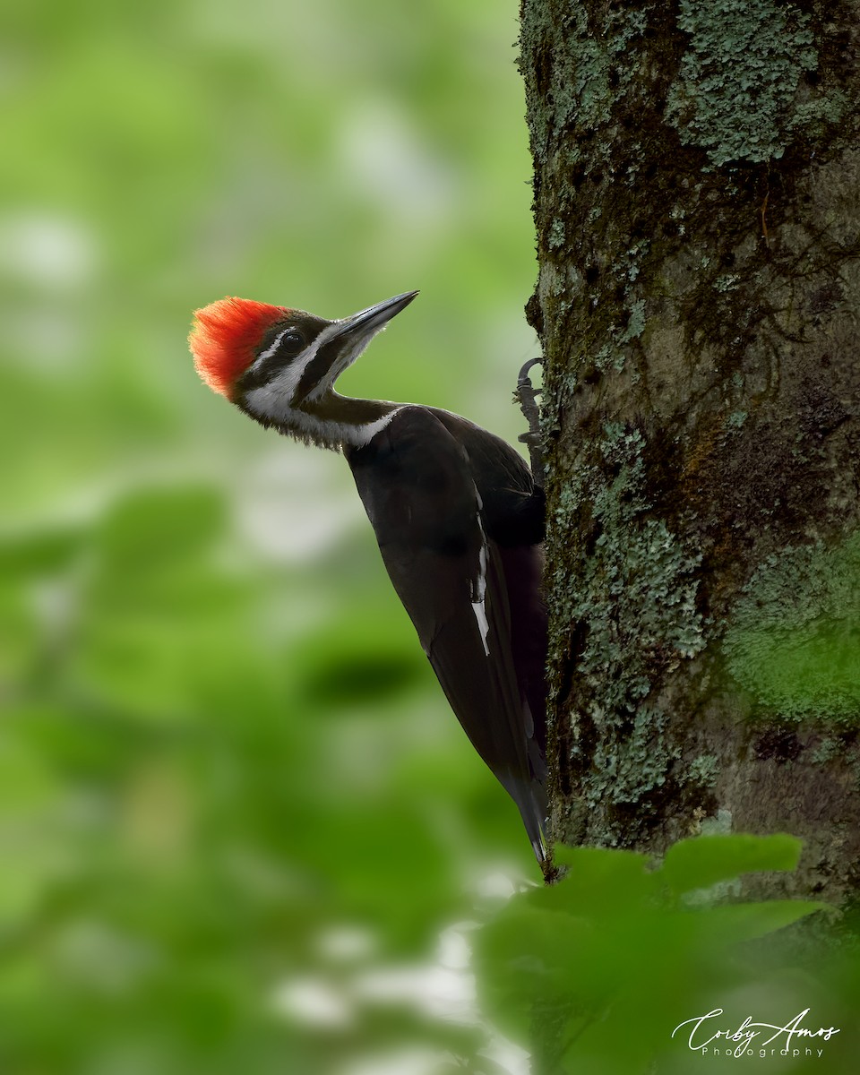 Pileated Woodpecker - Corby Amos