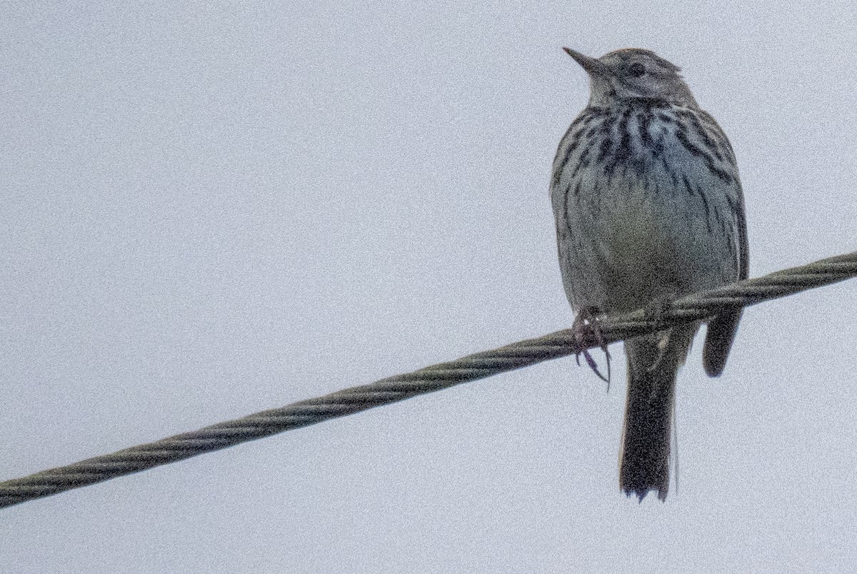 Pipit farlouse - ML620713612