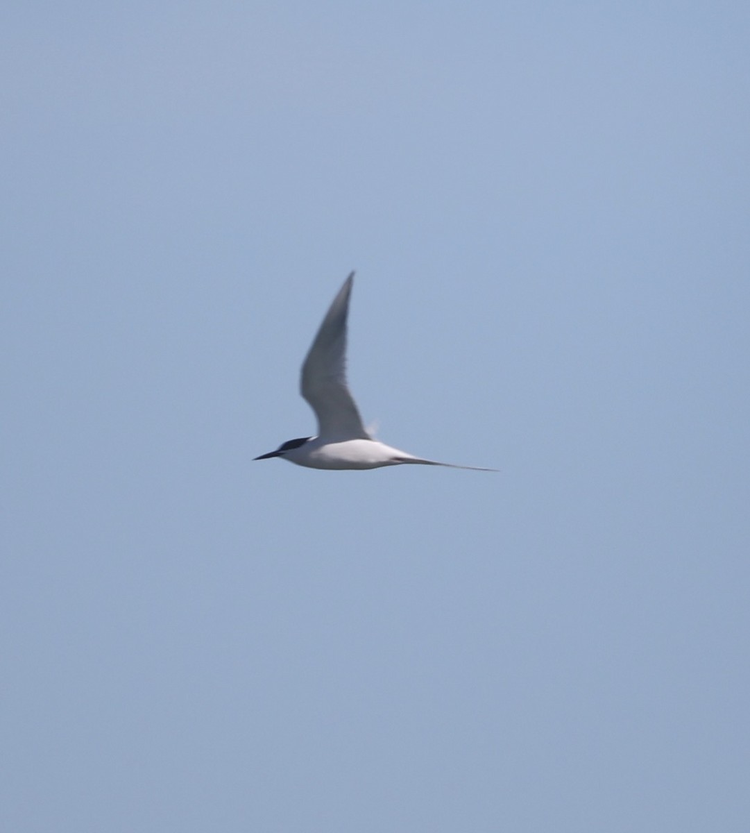 Roseate Tern - ML620713613