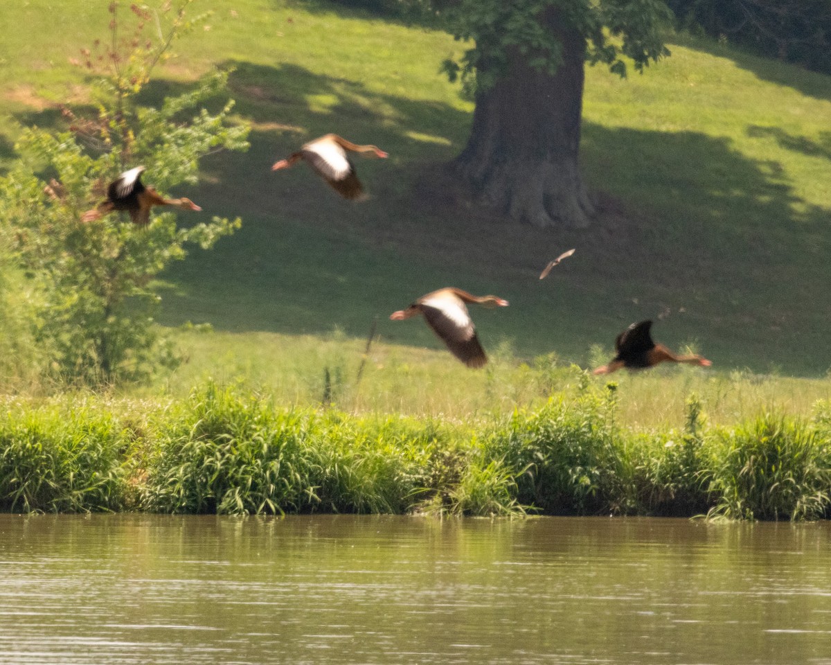 Black-bellied Whistling-Duck - ML620713619