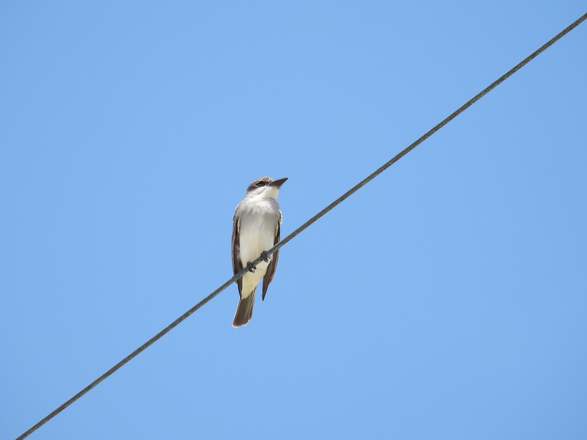 Gray Kingbird - ML620713629