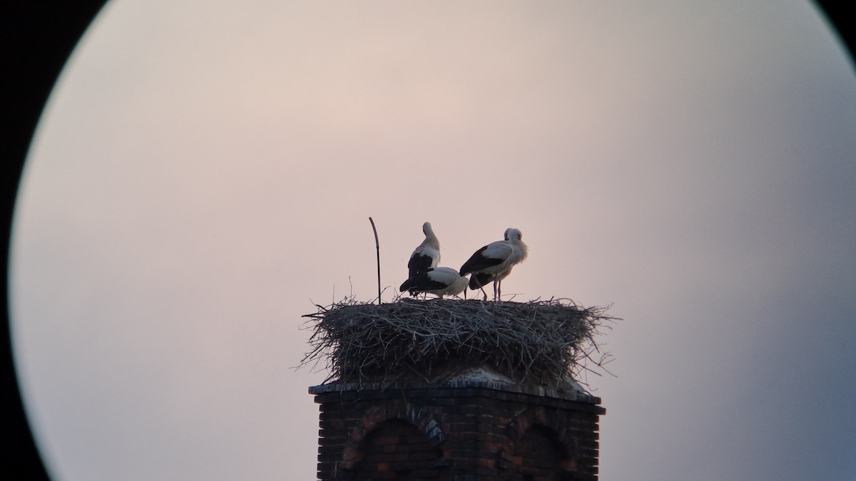 White Stork - ML620713630