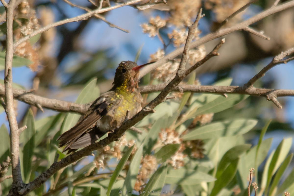 Gilded Hummingbird - Javier González