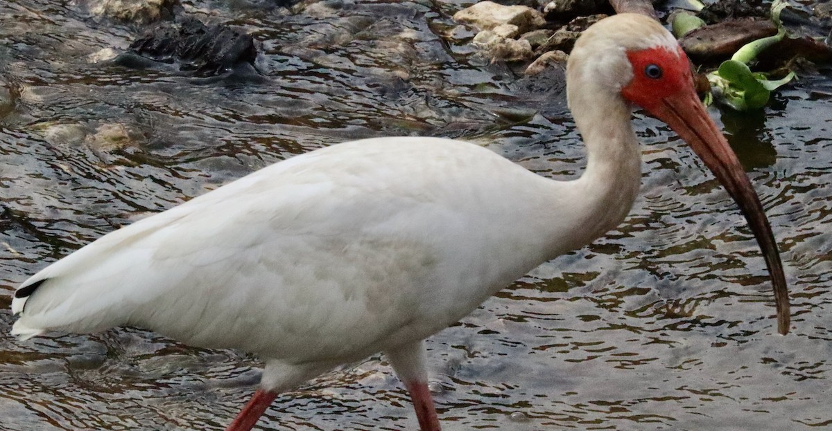 White Ibis - ML620713634