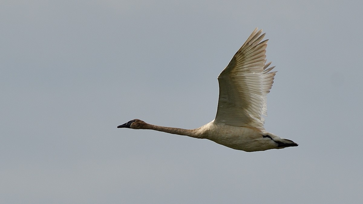 Trumpeter Swan - ML620713638