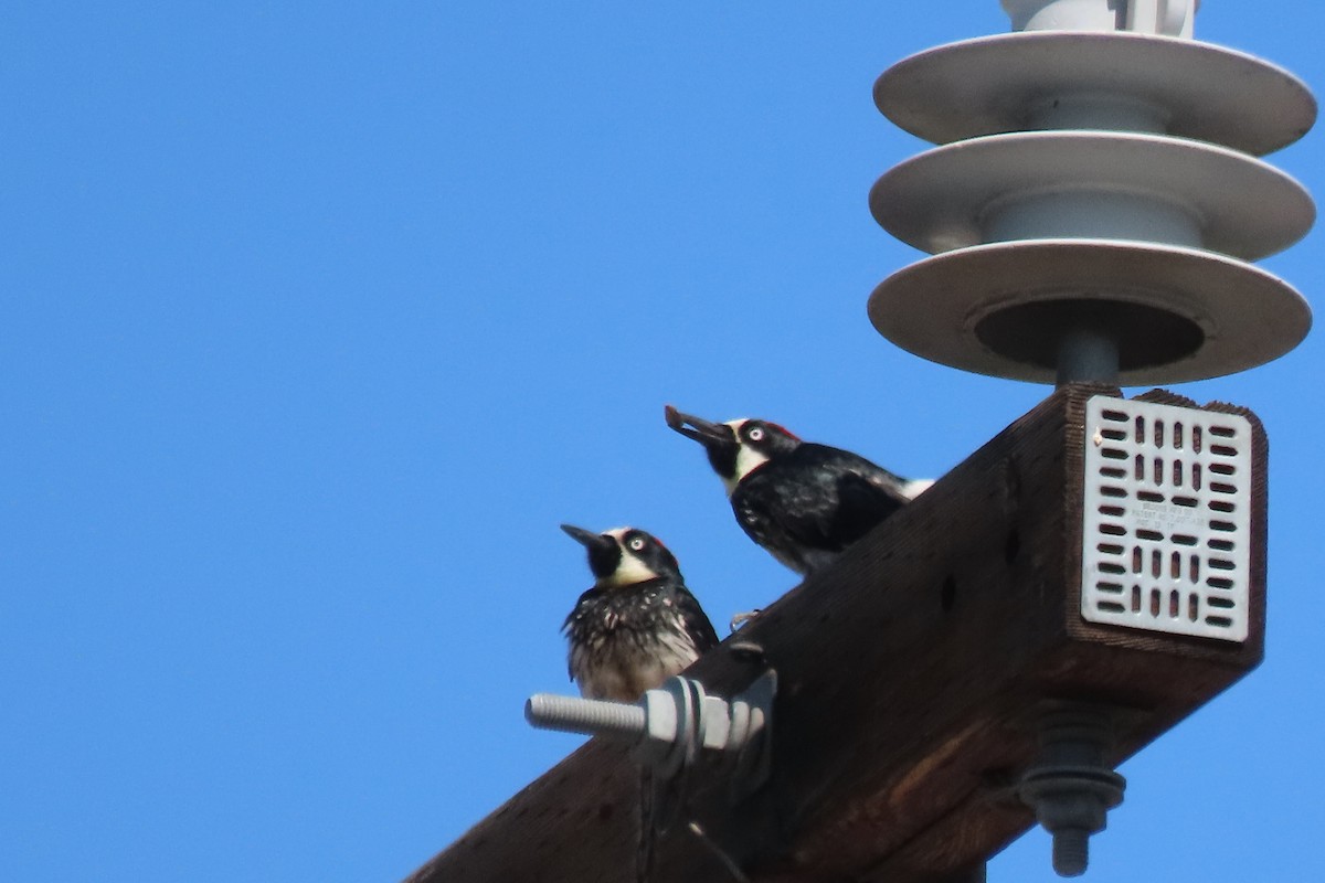 Acorn Woodpecker - ML620713650