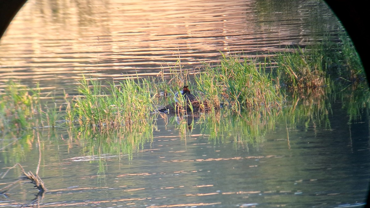 Great Crested Grebe - ML620713651