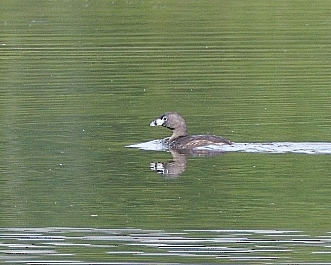 Pied-billed Grebe - ML620713653