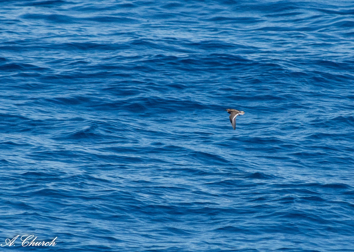 Red-necked Phalarope - ML620713667