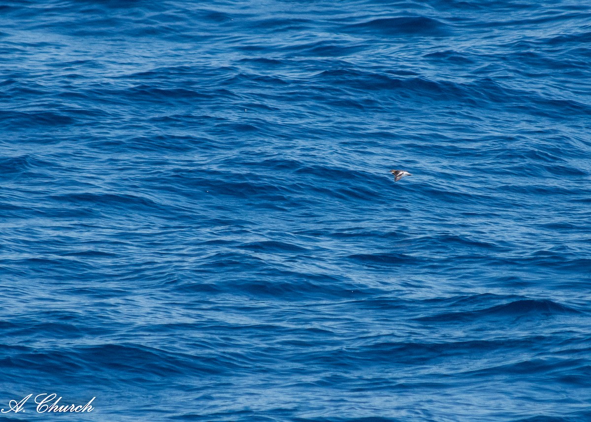 Phalarope à bec étroit - ML620713669