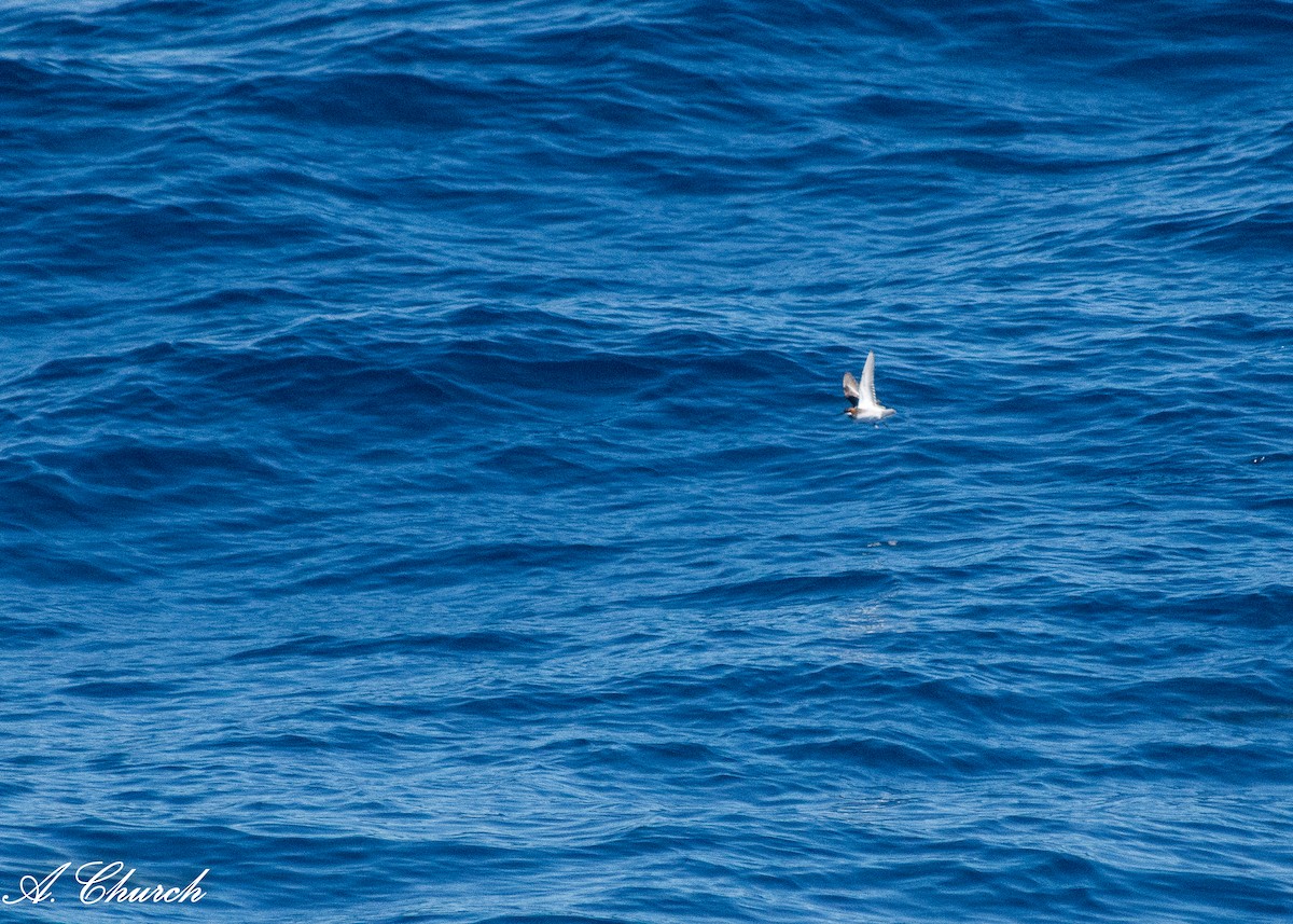 Phalarope à bec étroit - ML620713671