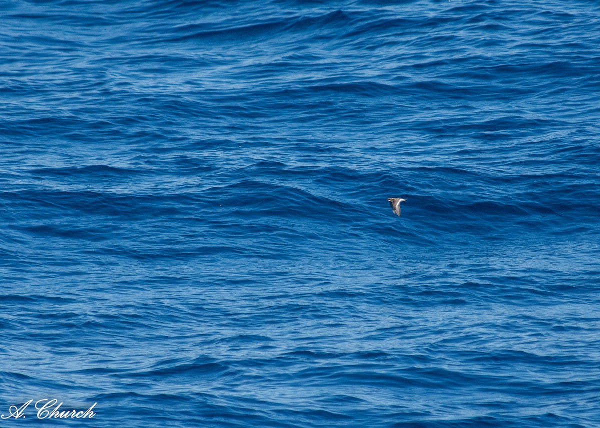 Phalarope à bec étroit - ML620713673