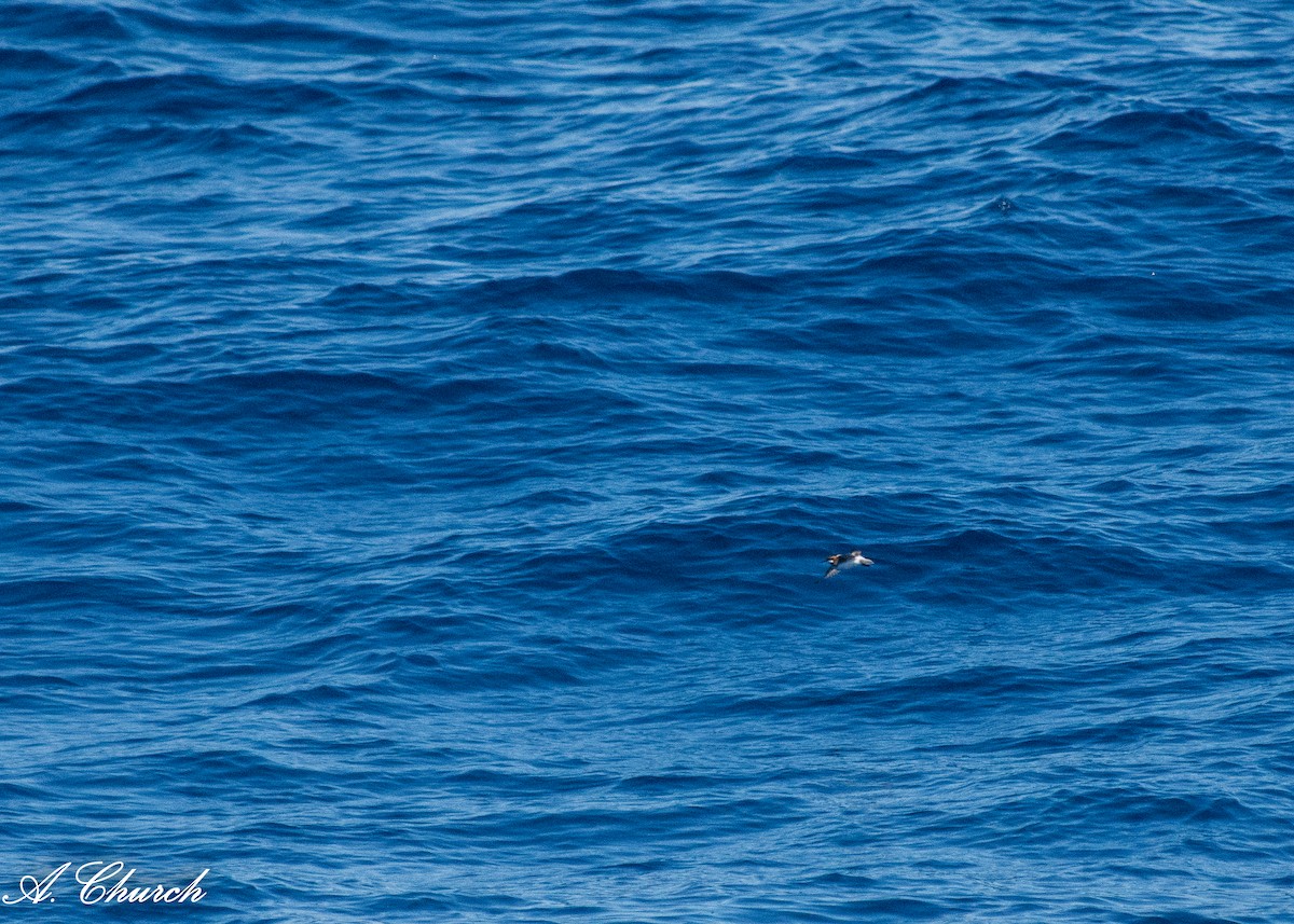 Phalarope à bec étroit - ML620713674