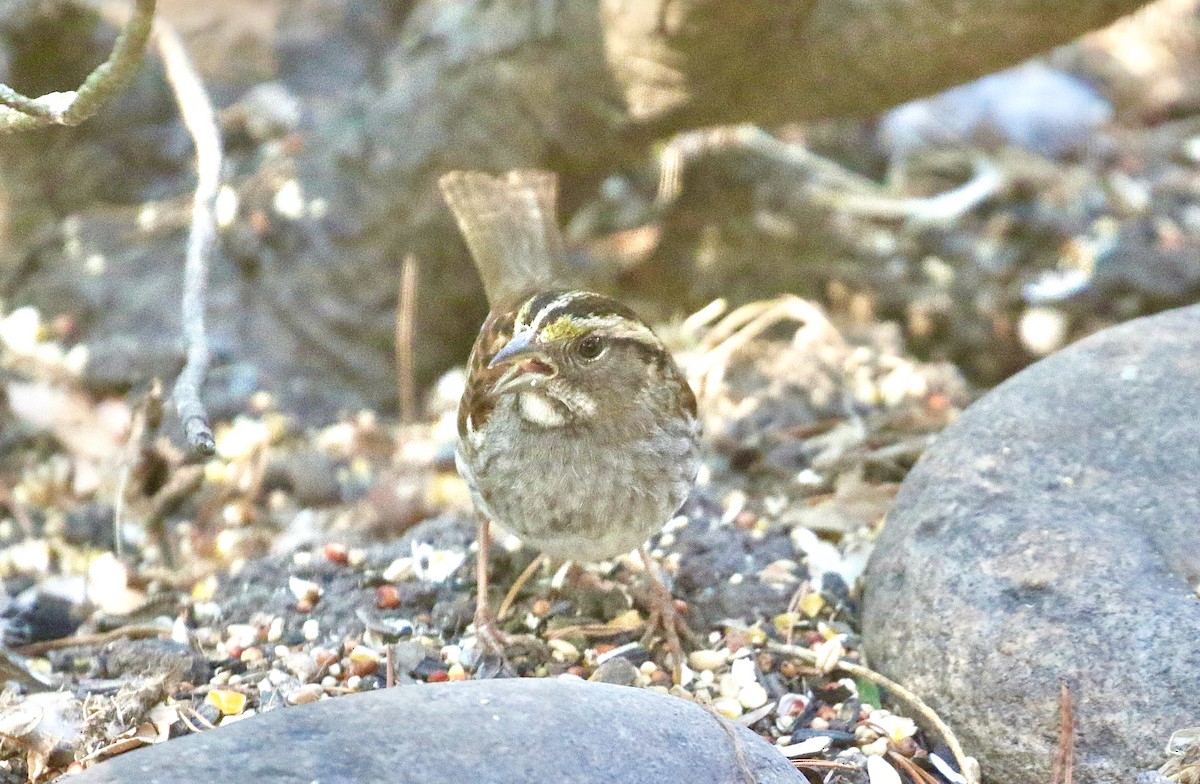 White-throated Sparrow - ML620713676