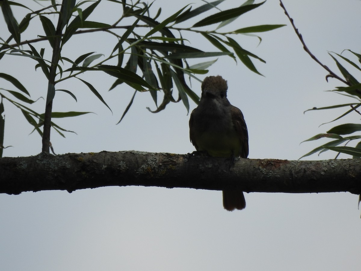 Alder Flycatcher - ML620713677