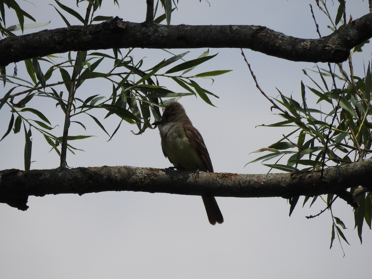 Alder Flycatcher - ML620713679