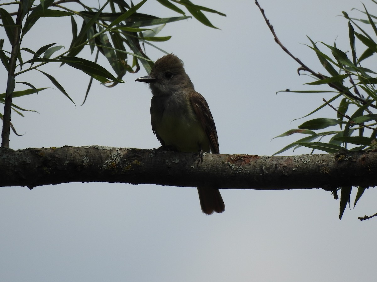 Alder Flycatcher - ML620713680