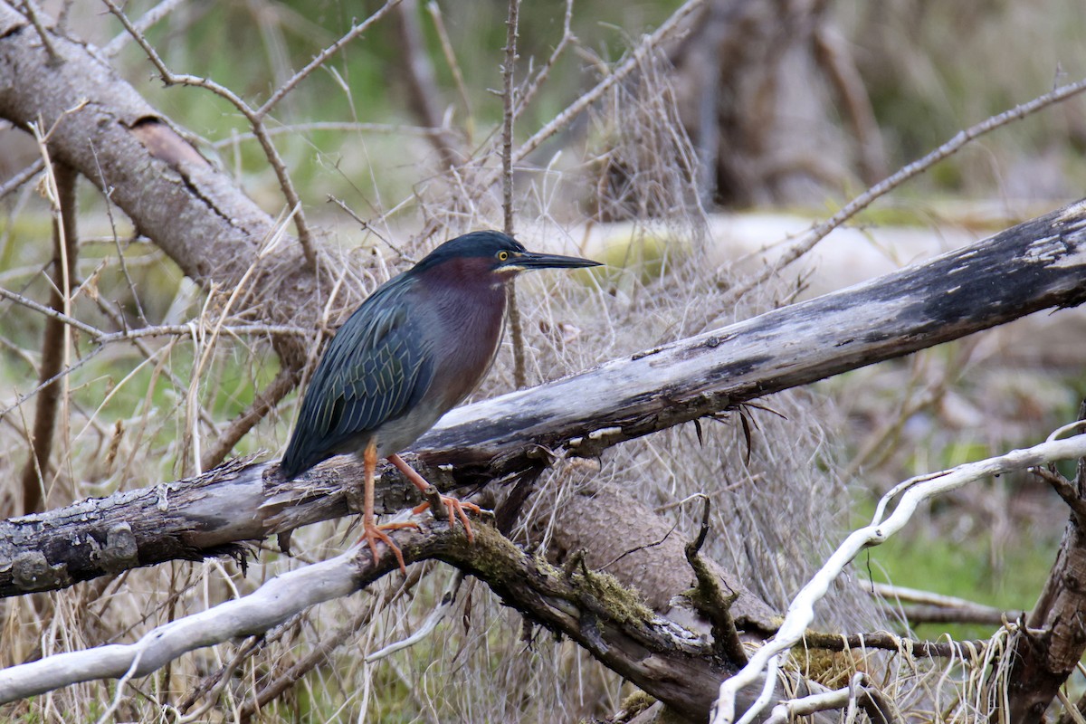 Green Heron - ML620713681