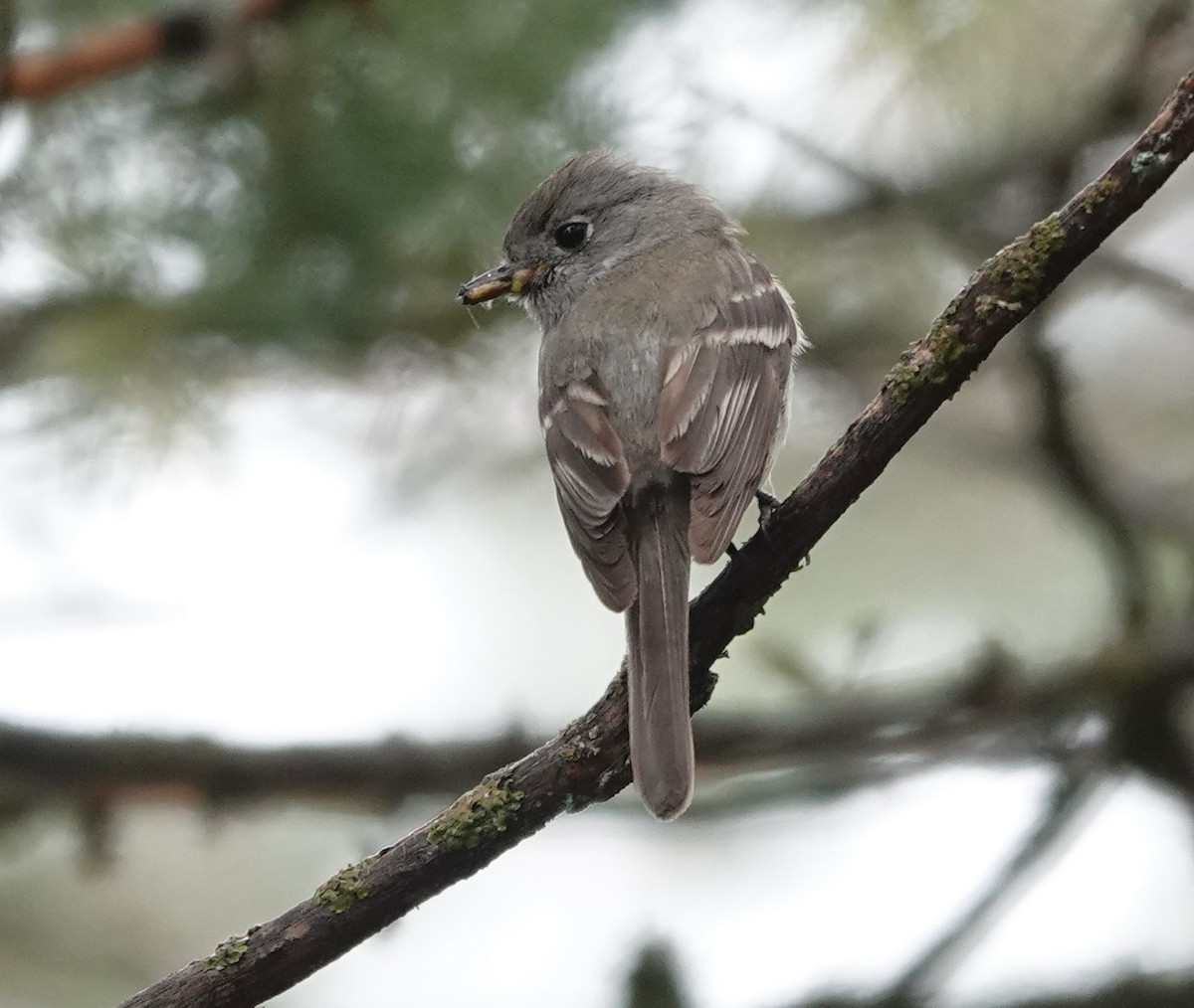 Western Flycatcher - ML620713684