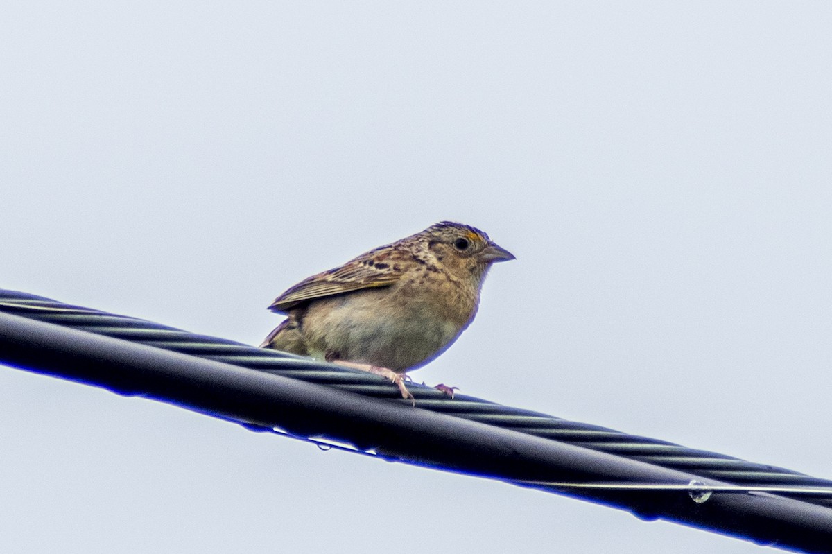 Grasshopper Sparrow - ML620713685