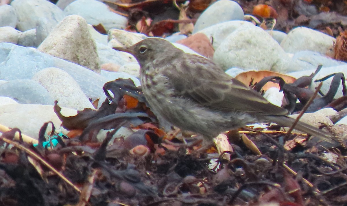 Meadow Pipit - James Mccoy