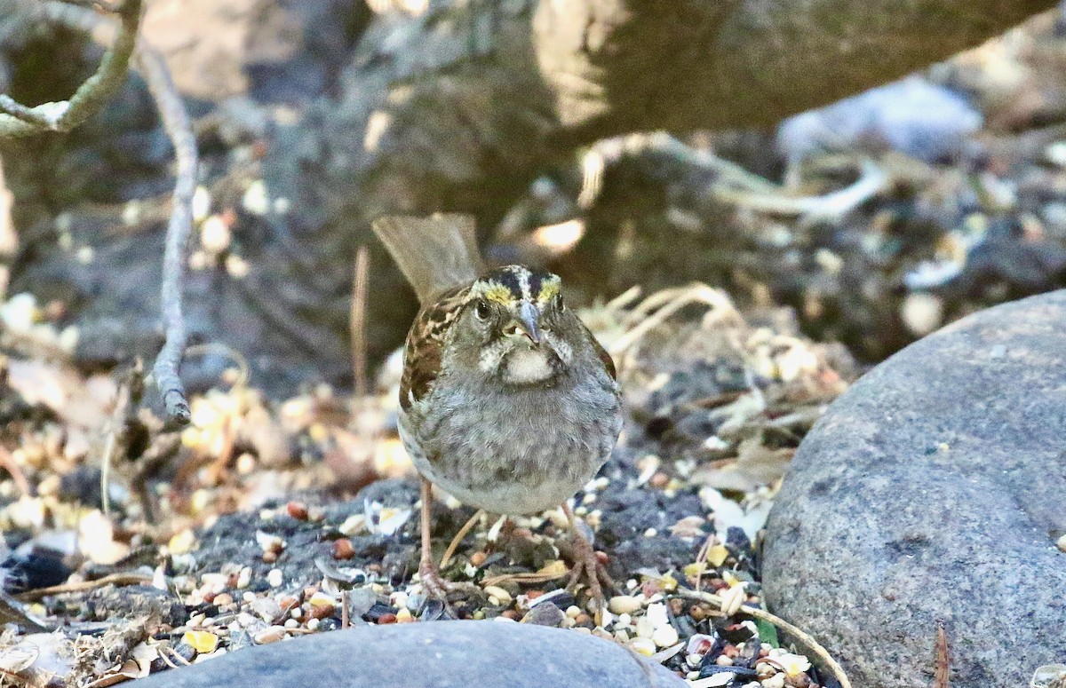 White-throated Sparrow - ML620713687