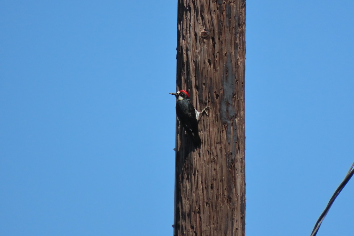 Acorn Woodpecker - Becky Turley