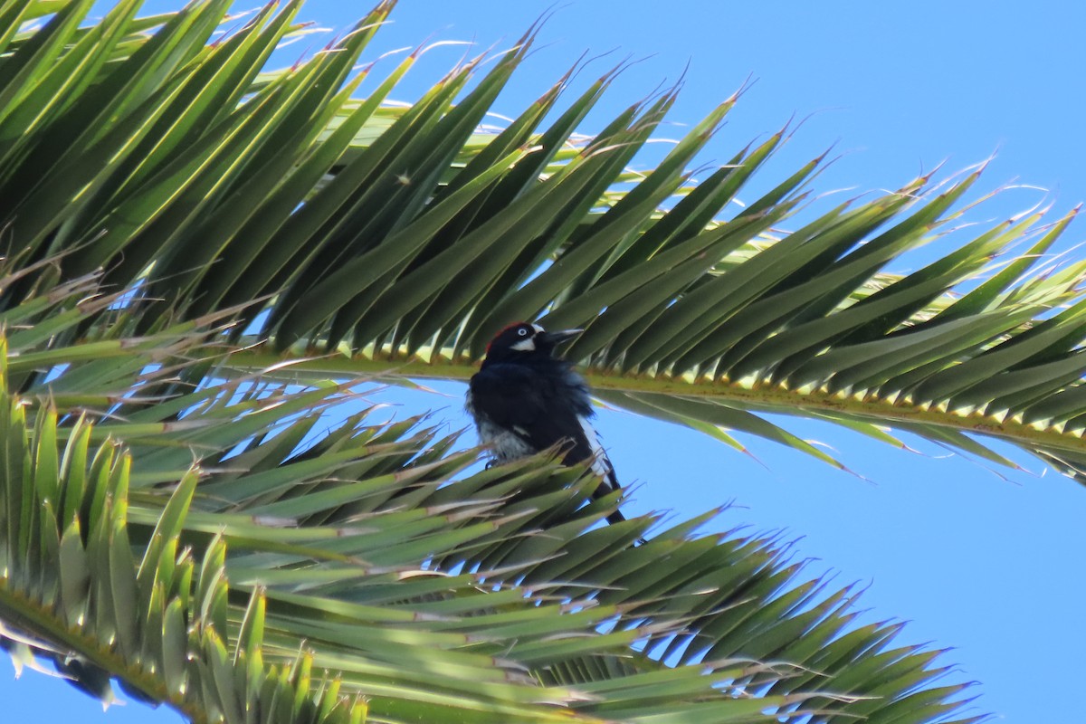 Acorn Woodpecker - ML620713689