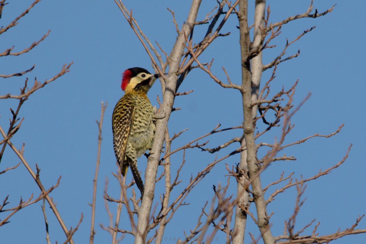 Green-barred Woodpecker - ML620713693