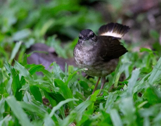 Buff-rumped Warbler - ML620713695