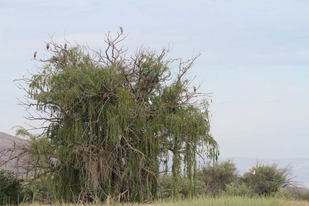 Great Egret - ML620713696