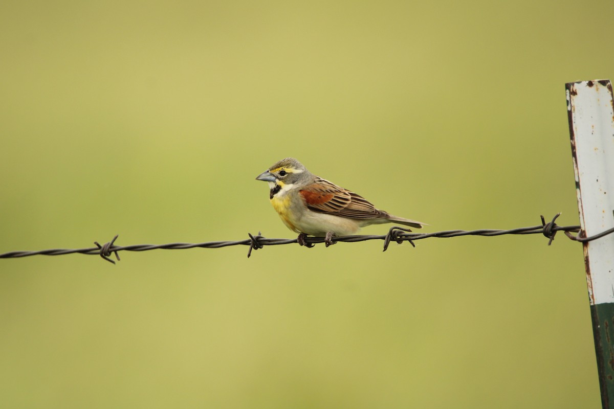 Dickcissel - ML620713698