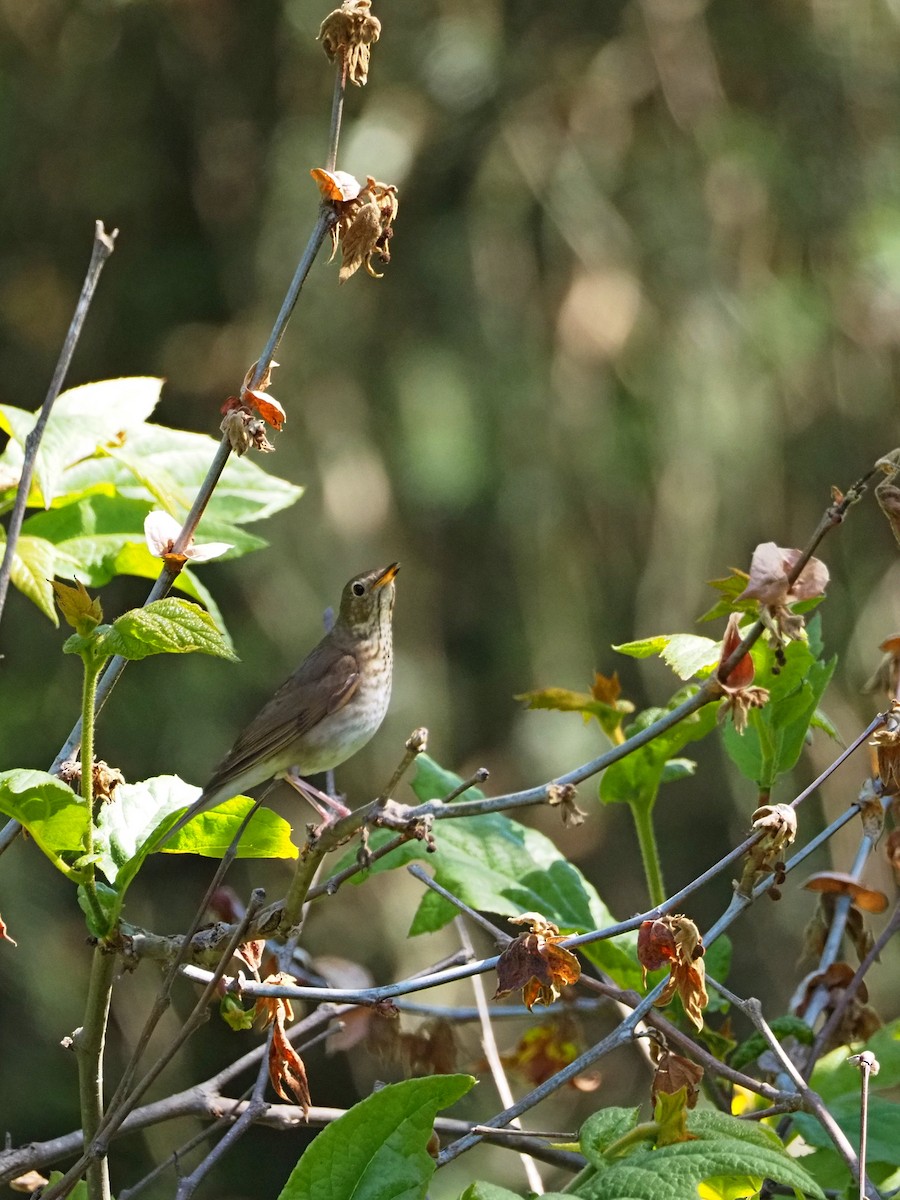 Swainson's Thrush - ML620713712