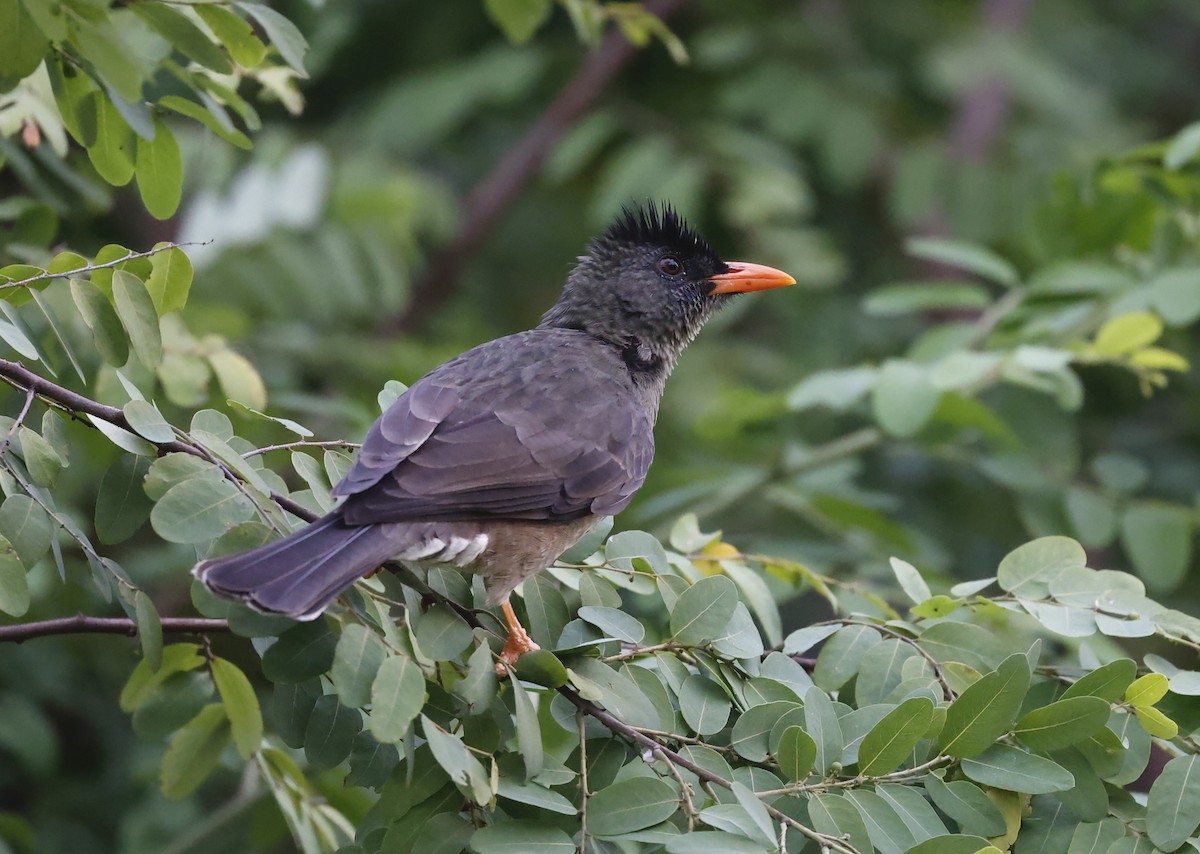 Bulbul merle - ML620713719