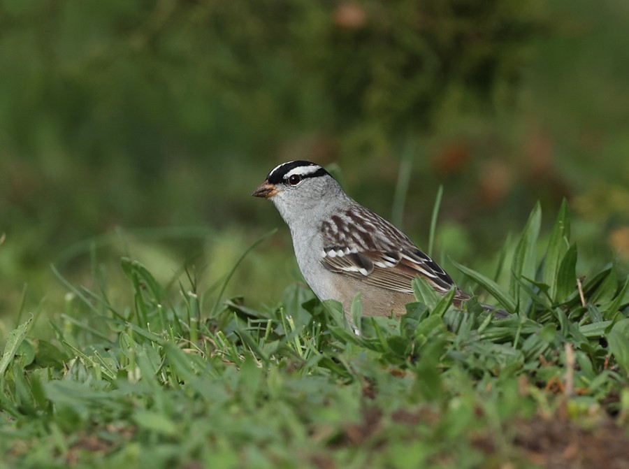 White-crowned Sparrow - ML620713720