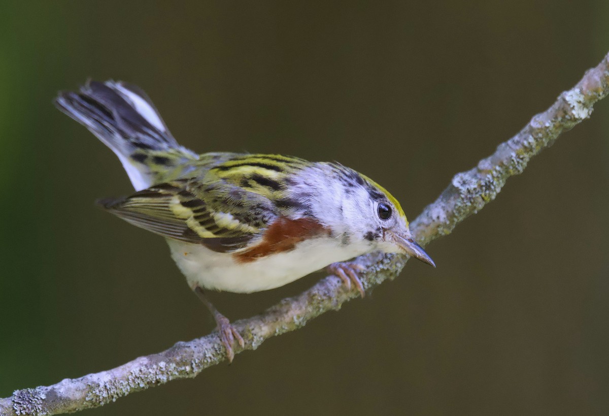 Chestnut-sided Warbler - ML620713727