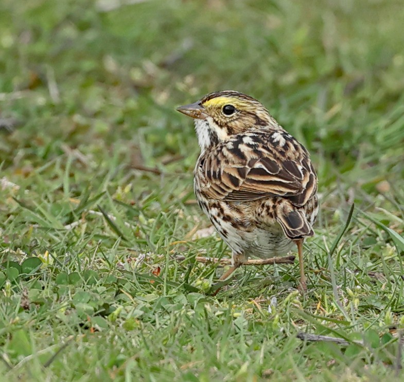 Savannah Sparrow - ML620713729