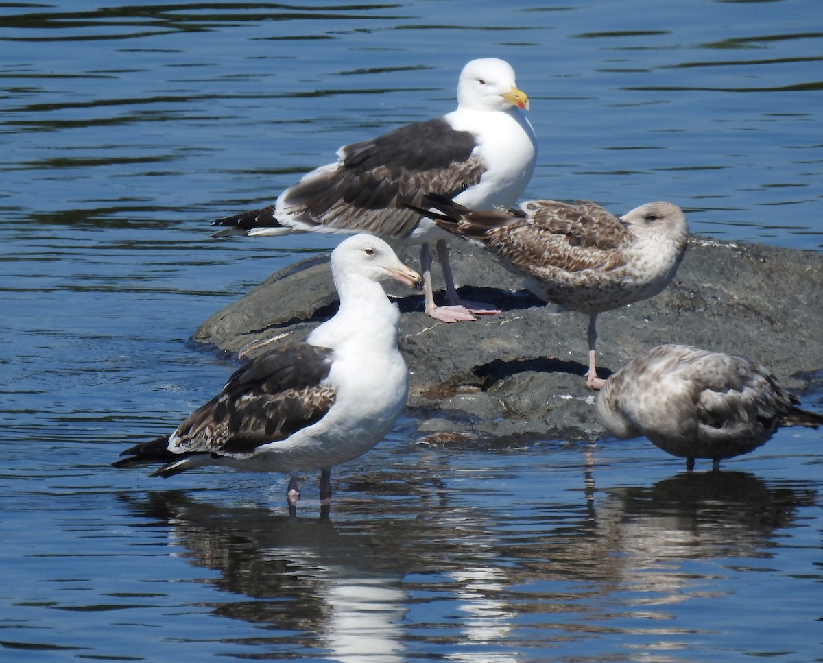 Great Black-backed Gull - ML620713730