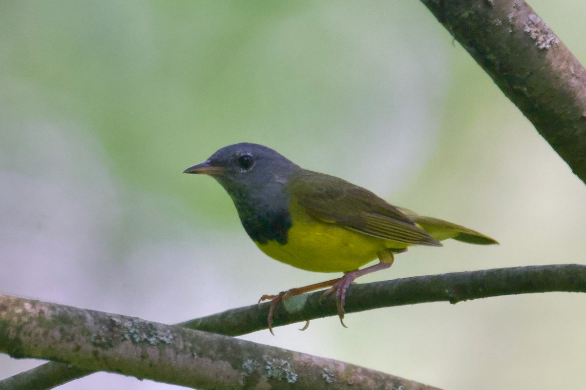 Mourning Warbler - ML620713731