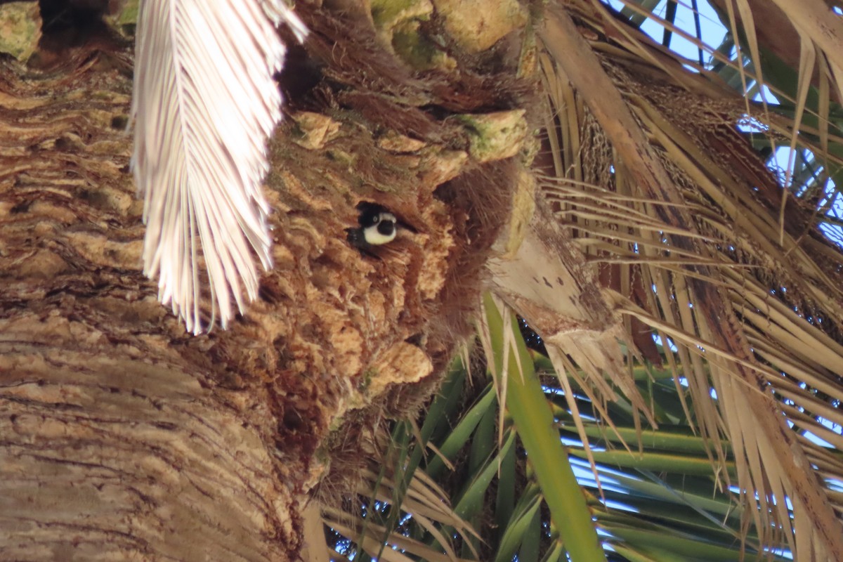 Acorn Woodpecker - ML620713733