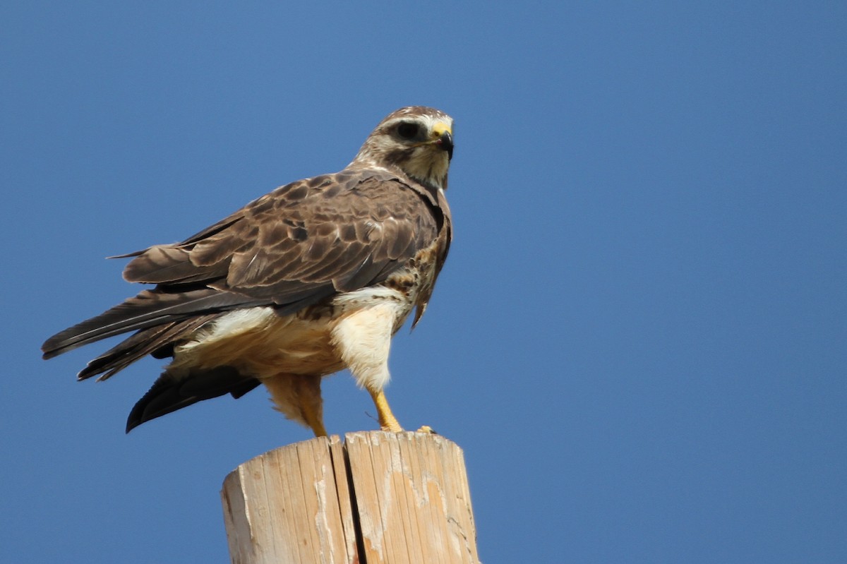 Swainson's Hawk - ML620713745