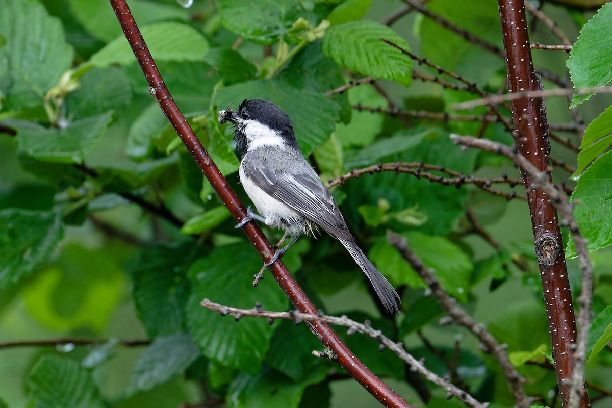 Black-capped Chickadee - ML620713746