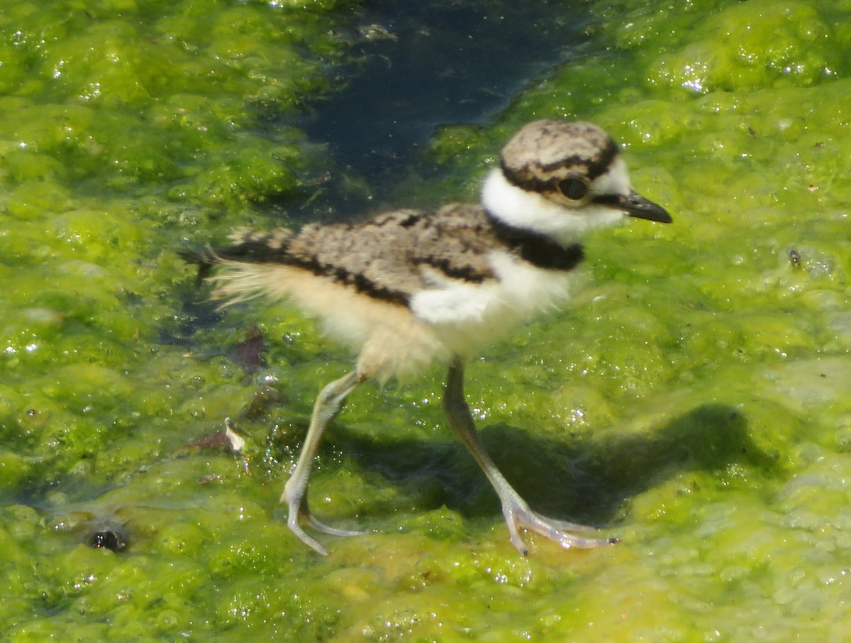 Killdeer - ML620713755