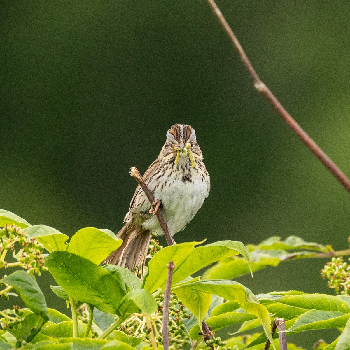 Lincoln's Sparrow - ML620713757