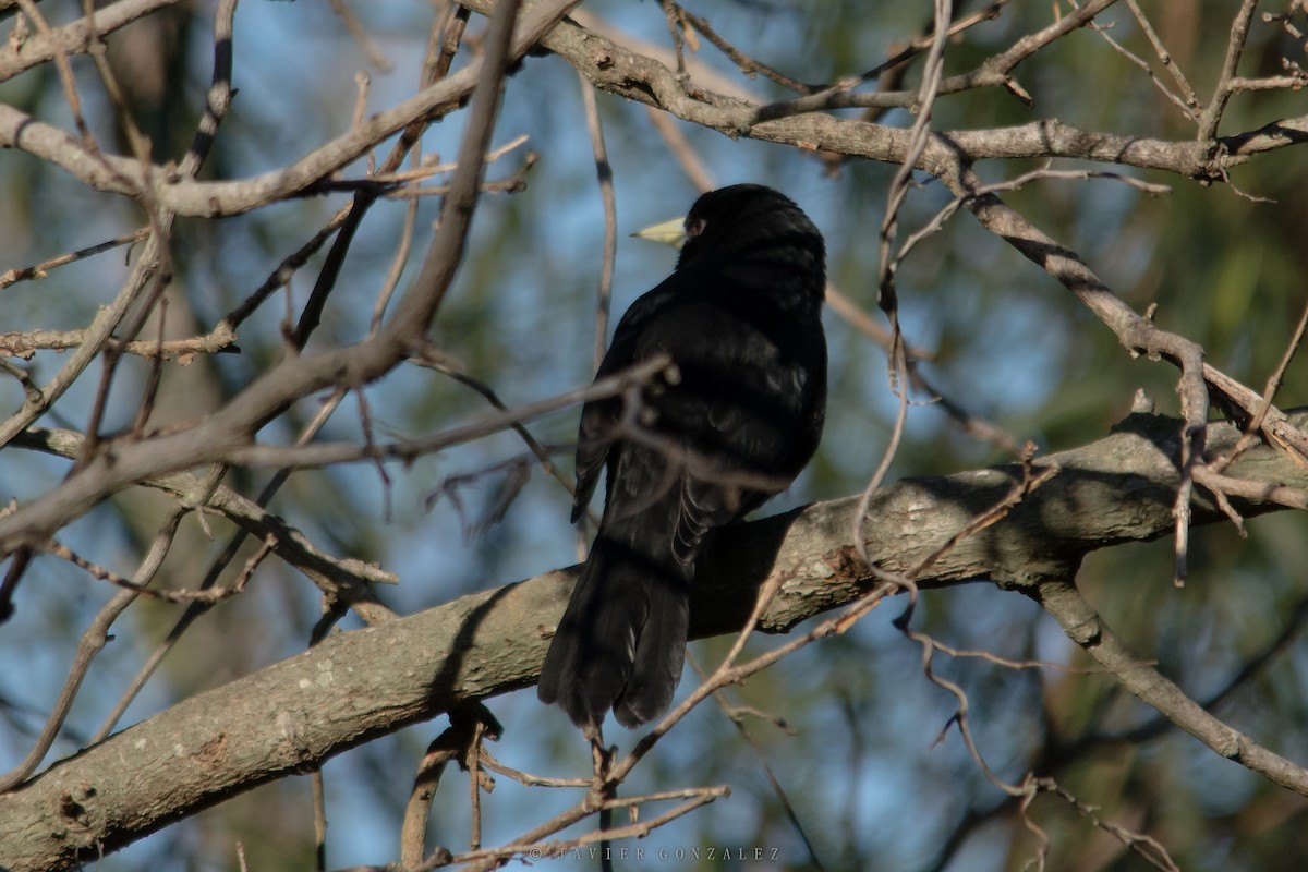 Solitary Black Cacique - ML620713764