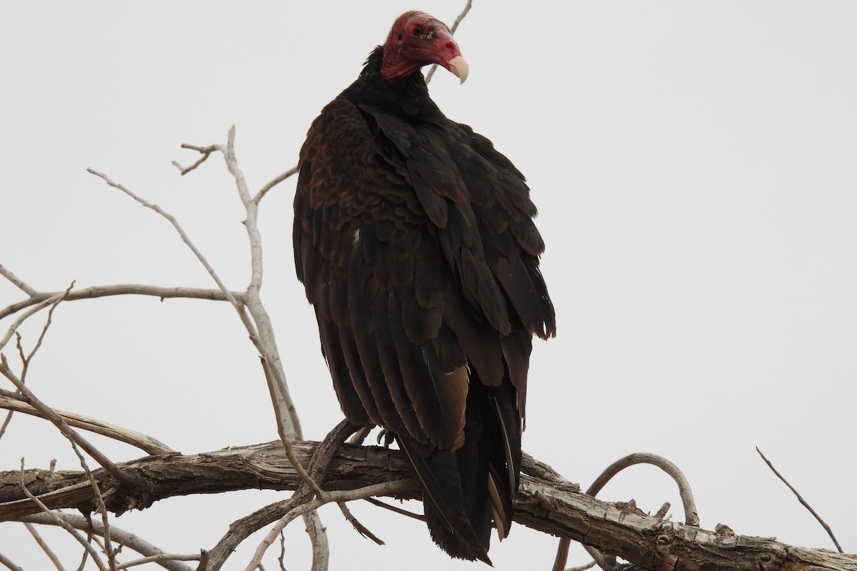 Turkey Vulture - ML620713776